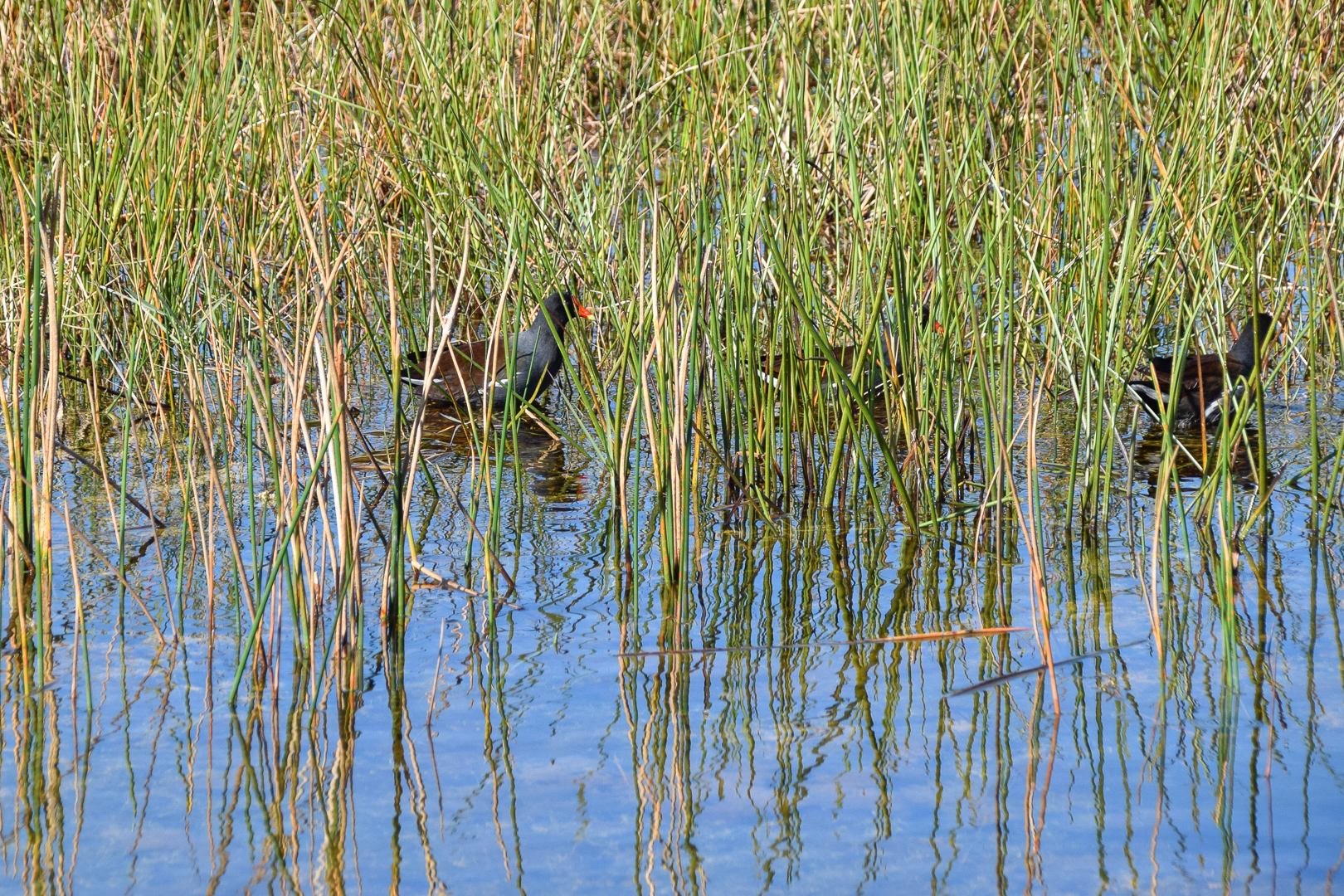 Tour Of Loxahatchee National Wildlife Refuge - Not In Jersey