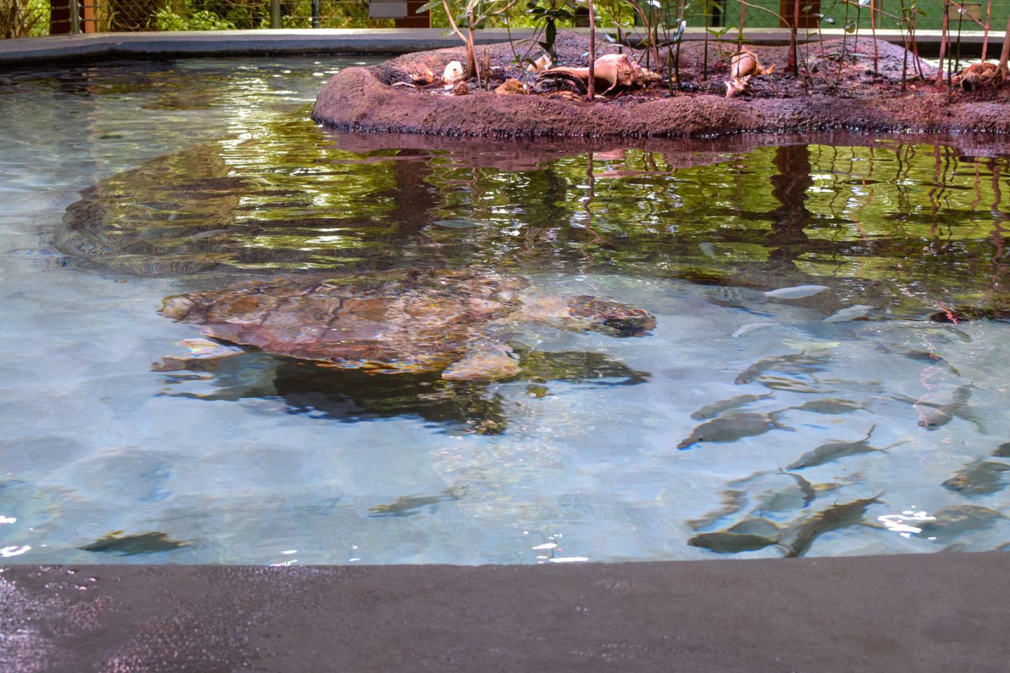 Gumbo Limbo Nature Center - Boca Raton FL - Not In Jersey