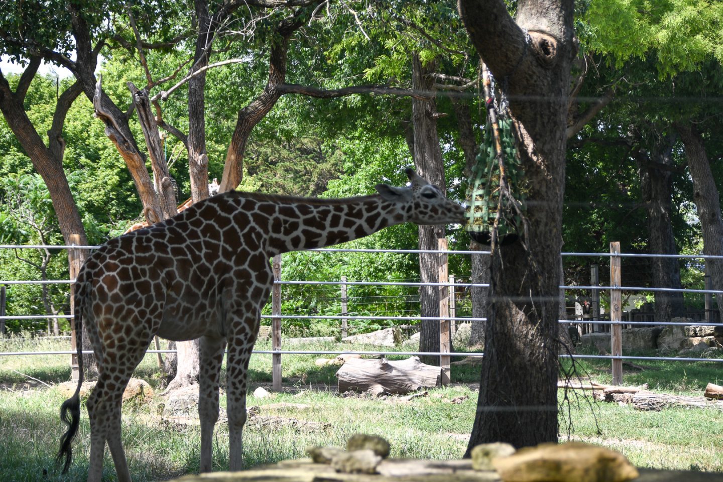 Topeka Zoo - Not In Jersey