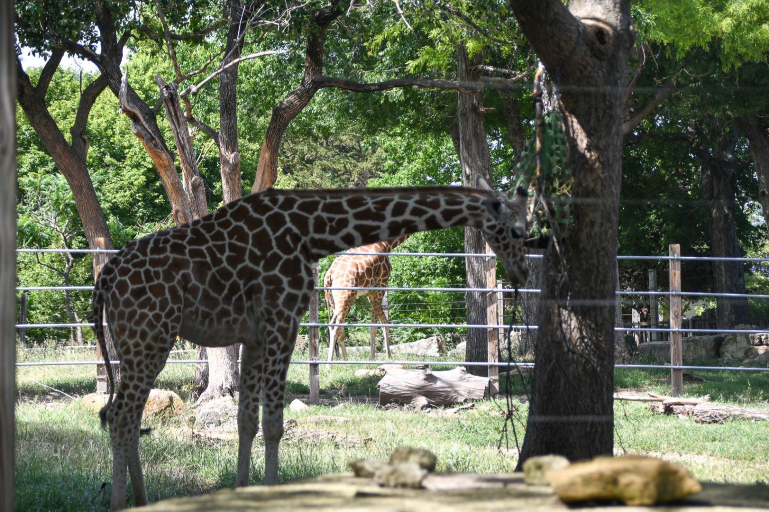 Topeka Zoo - Not In Jersey