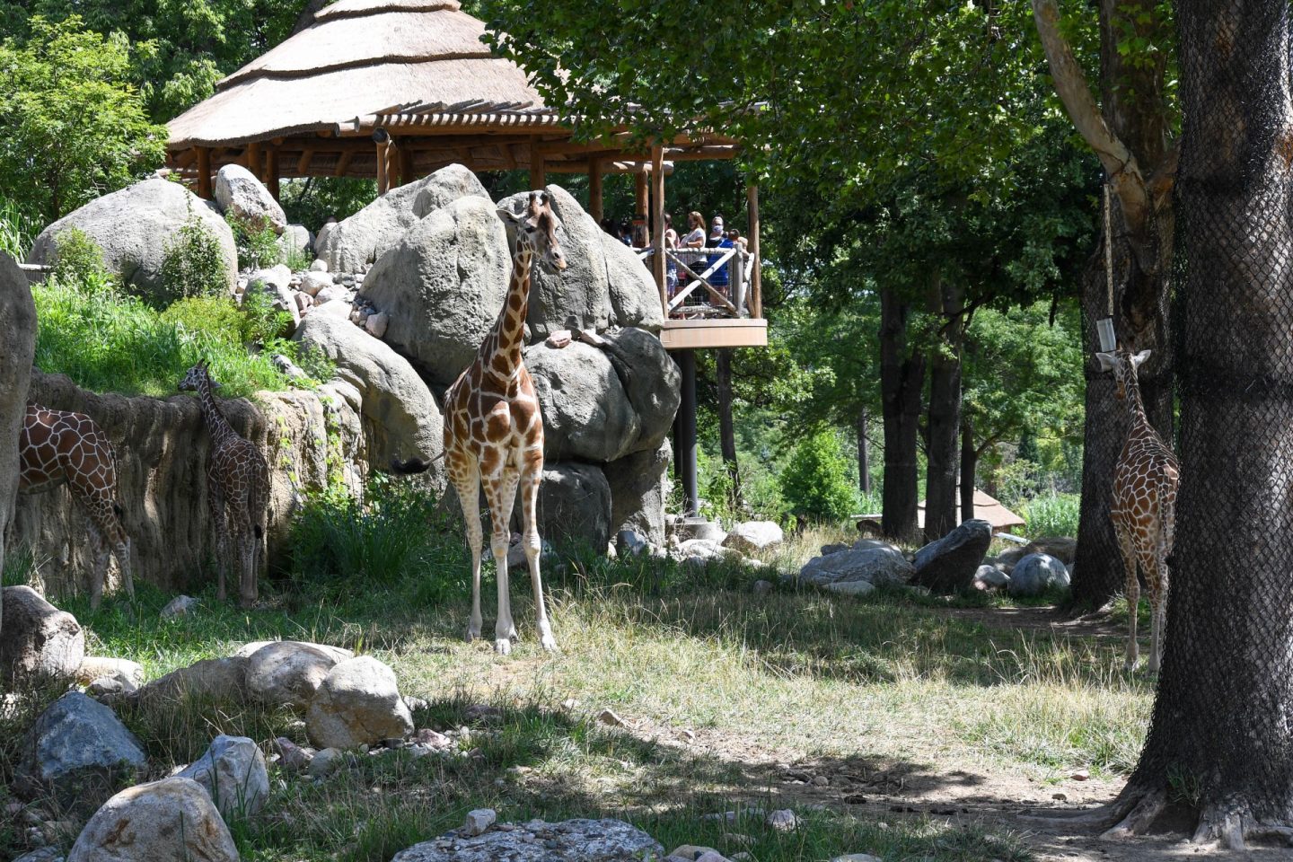 Omaha Zoo Not In Jersey