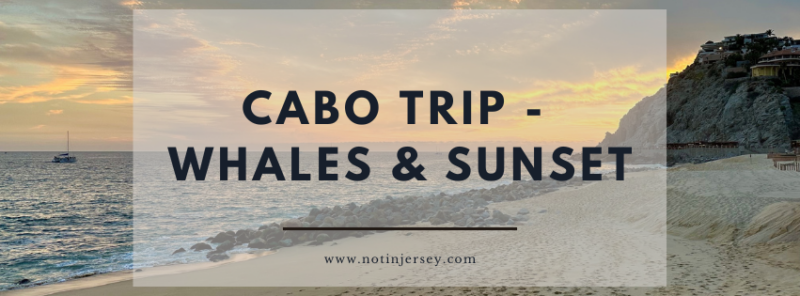 Whale Watching and Sunset in Cabo